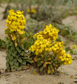 Photo taken at Marina State Beach ©  2006 by Dale Hameister  